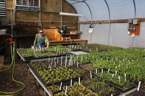 The greenhouse a few weeks back.