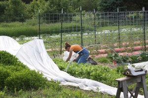Harvesting the radishes.  We grow them under row cover for pest protection.