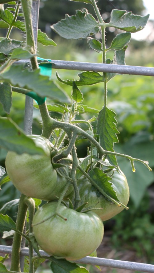Tomatoes around the corner.