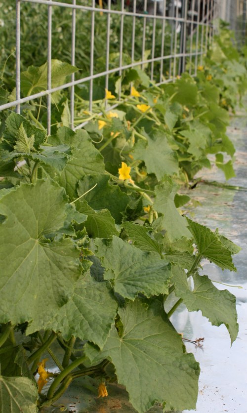 On of the cucumber rows.