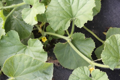 Melon vines starting to flower.