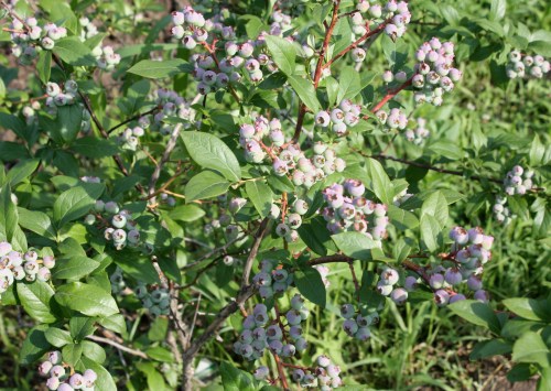 Blueberry Bushes are Loaded and starting to show a blush of color.