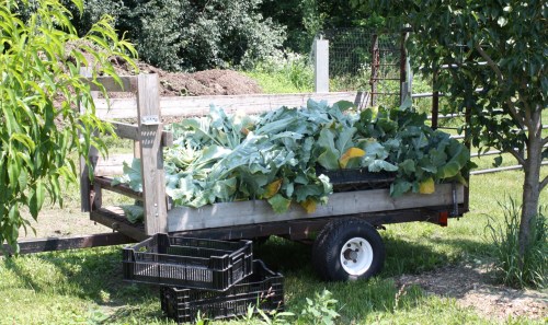 Cauliflower harvest.