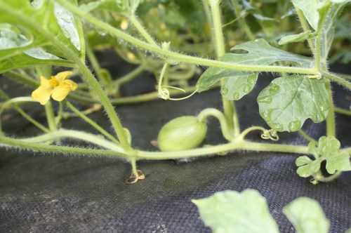 Itty bitty watermelon on the vine.