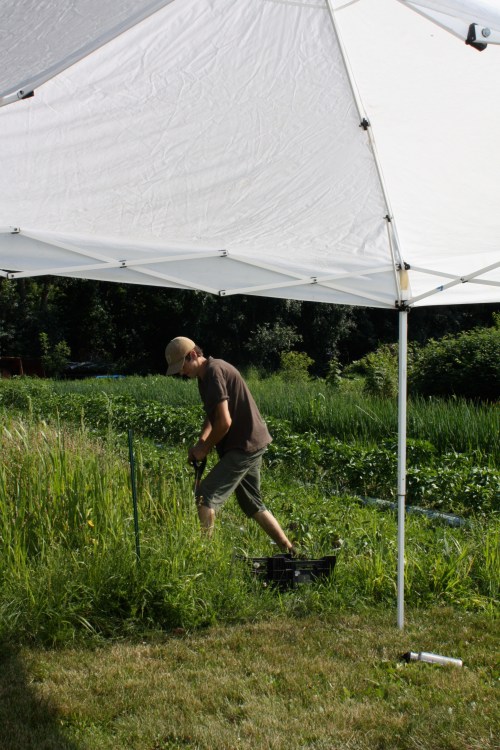 Malachi digging the garlic.