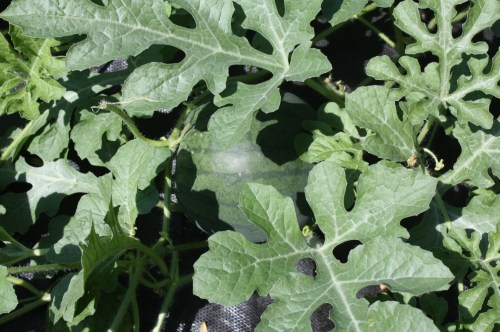 The itty bitty watermelon from last week!  Now bigger than my head.
