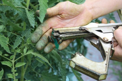 This is a picture from last year. Tying up the tomatoes….This tool is a huge time saver.
