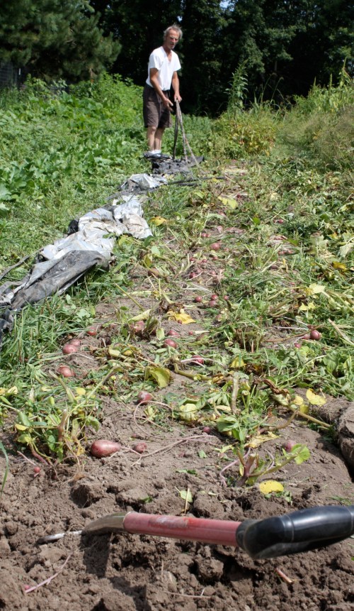 Scott pulling the drip line and reflective plastic mulch off the potato beds as we prepare to dig.