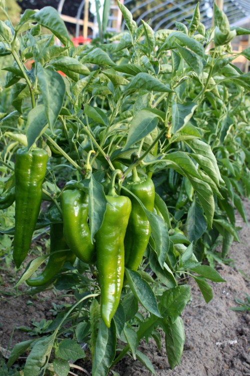 Sweet Carmen not yet ripe.