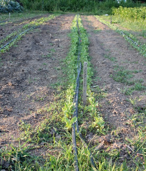 Turnips, and radishes and beets.