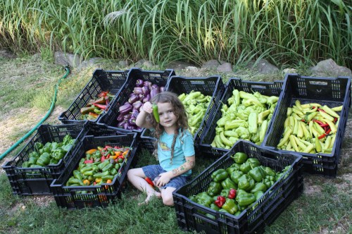 Maeve with the pepper harvest.