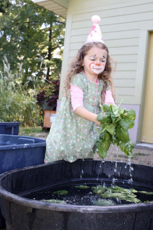 Maeve helped with the lettuce triple rinse.  She definitely know how to make a job fun!