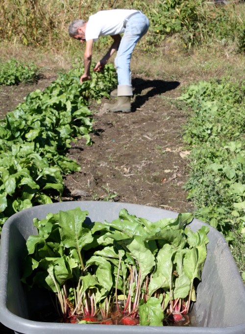 Scott harvesting the beets.