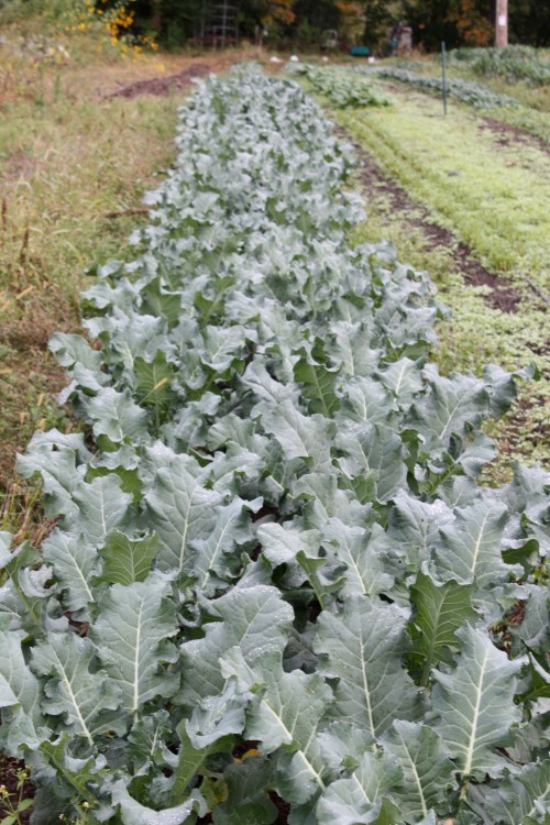 A cold hardy Broccoli called Arcadia that we hope will be in the Thanksgiving Box.