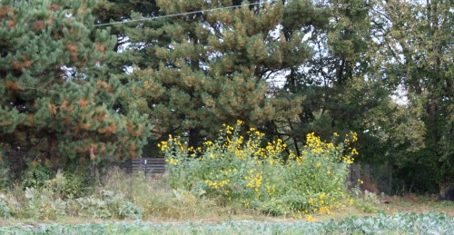 The tall flowers in the background are the jerusalem artichokes before harvest.