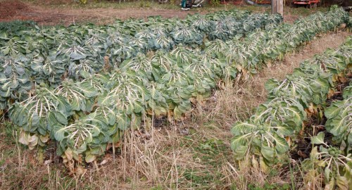 The brussels sprouts in the garden.  We cut the tops of the plants a few weeks back to promote sprout development.