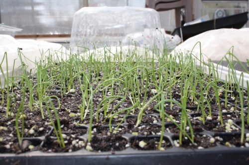 onions sprouting in the greenhouse.