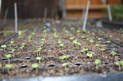 Itty bitty cabbage seedling.
