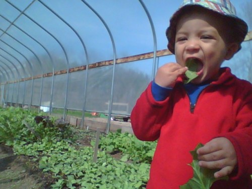 Clyde, a Spring Share member stopped in the house house with his mom to taste test the delicious spinach in the boxes this week.