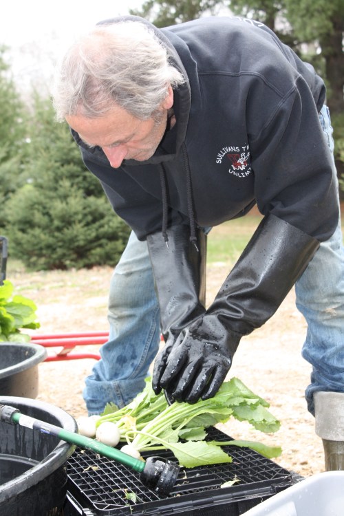 Scott washing the Turnips.