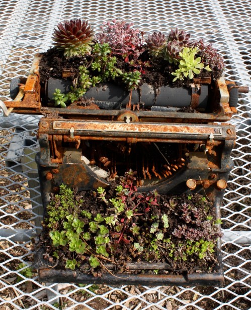 Freshening up a friend's typewriter with succulents.