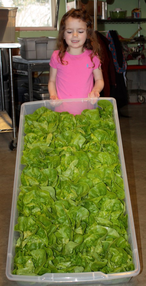 Maeve ready to deliver our lettuce to a local restaurant.