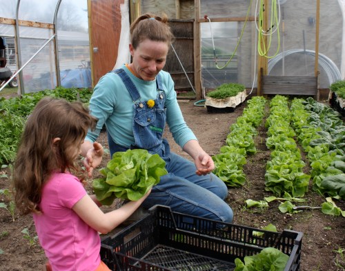 Maeve and Jennifer harvesting head lettuce. 