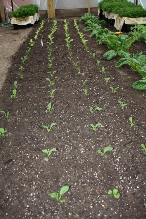The harvested lettuce area in the hoop house all replanted under 24hours!  Assorted Asian greens for the Summer Share.