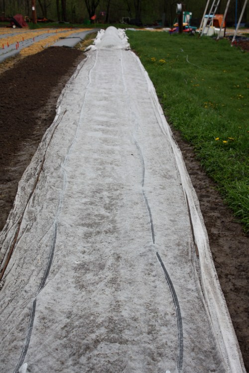 Beets seeded in under row cover to keep the pests out.
