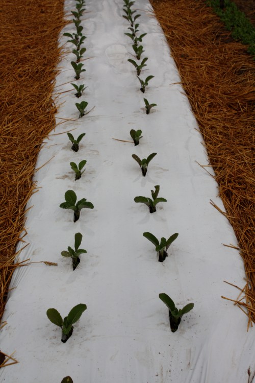 Early Cauliflower planted in white plastic mulch.  We are experimenting this year with 1/2 the crop in white mulch and 1/2 in black mulch and wondering if there are differences in the harvest.