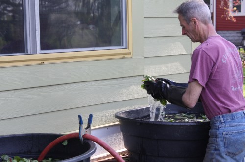 Scott double rinsing the Spinach.