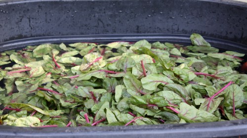 Pink Kitten in it's final rinse.