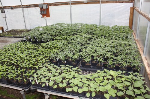 Tomatoes, Peppers and Eggplant growing big and strong in the greenhouse.