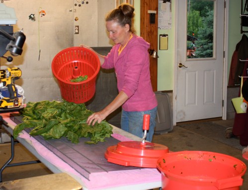 We FINALLY! invested in a super greens spinner.  In the past we used regular little lame kitchen salad spinners and it took FOREVER. What a time saver.