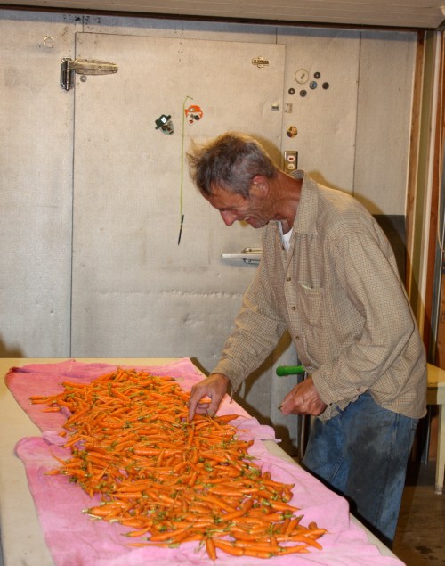 Sorting the washed carrots.