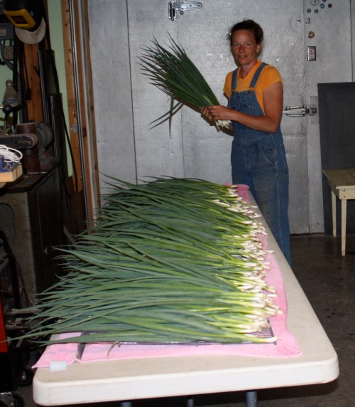 Counting out the green onion harvest.