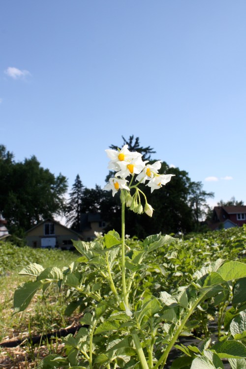 Potato blossoms.