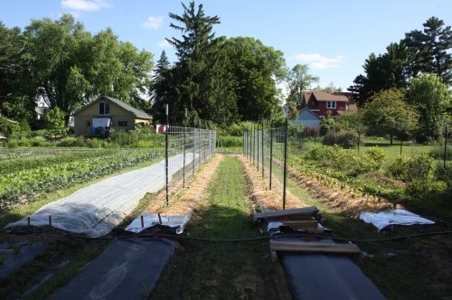 The cucumbers.  We grow our cucumbers on trellis for ease of picking and it keeps them cleaner not growing on the muddy ground.  
