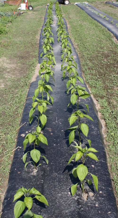 A nice long row of the mini sweet Lunch box and Bangles Peppers.