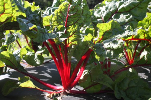 Next Week's Swiss Chard harvest.  Gorgeous!