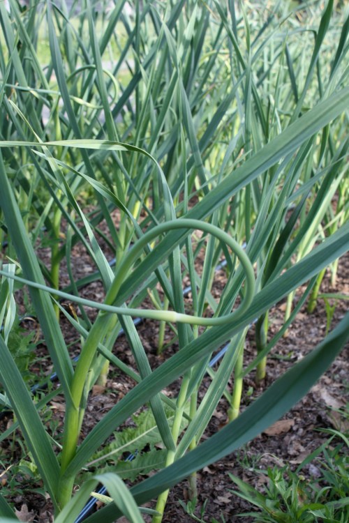 Garlic scapes in the plant.