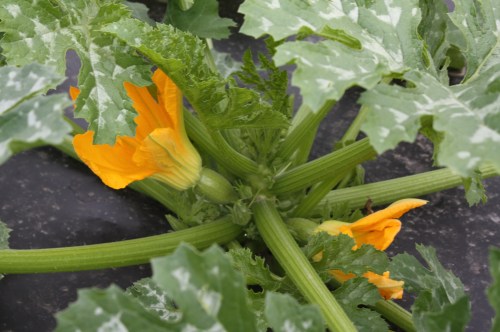 Baby Zucchini.  Maybe next week a few in the boxes????