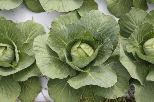 Cabbage plants heading up nicely.