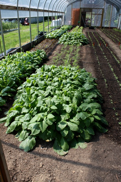 1 of the turnip patches before harvest. 