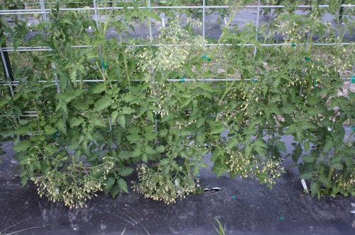 Cherry tomato plants loaded with blossoms.