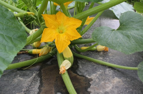 Summer Squash plants loaded!