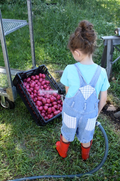 Maeve helped wash the potatoes...