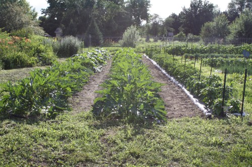 Tidy Zucchini rows. 