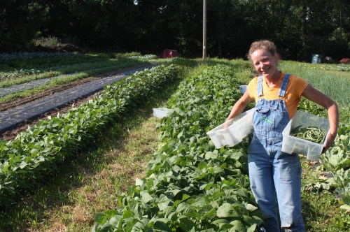 Picking Beans.