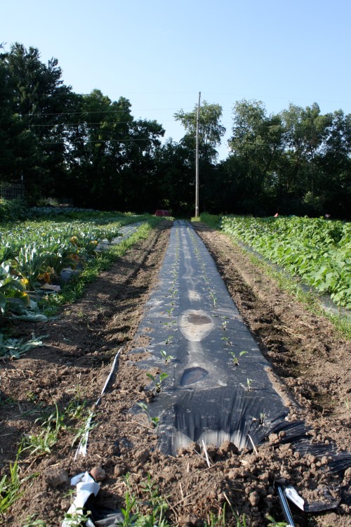 All the way down to the telephone pole.  Late season cauliflower and broccoli harvest.